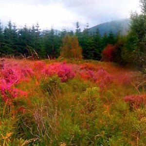 My piece of land In Glencoe Woods